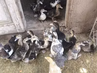 Ducks — foto 1