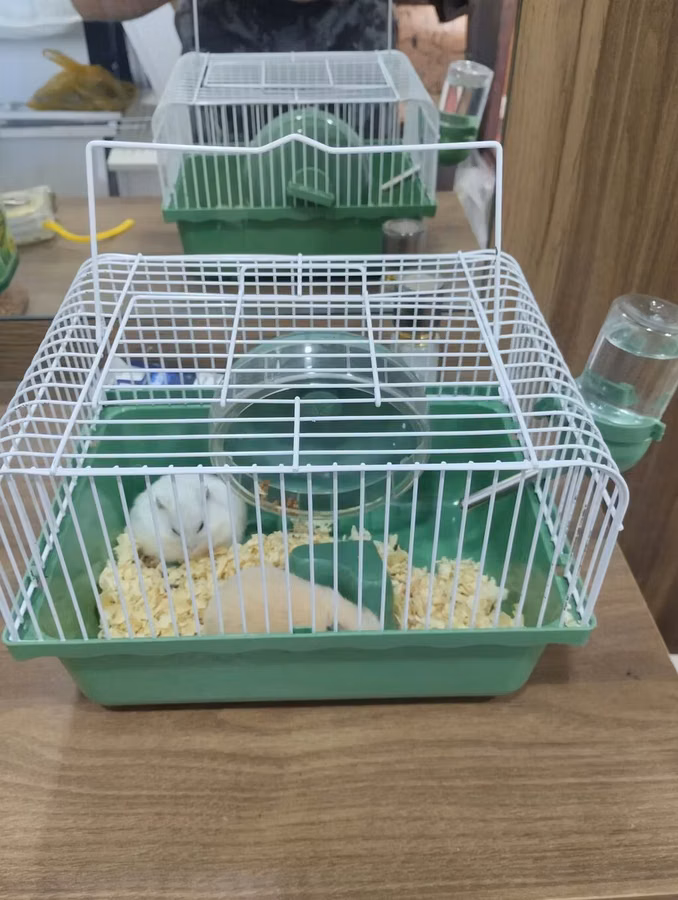 Siçança (hamster) qəfəsi və aksessuarları - Kompakt ölçülü, yaşıl