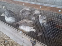 Slovenian Silver Hen — photo 6