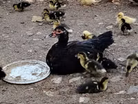 Ducks — zdjęcie 3
