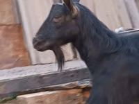 ஆண் வெள்ளாடு, Saanen goat — புகைப்படம் 7