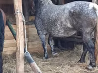 Klisna, Hungarian horse breed — foto 2