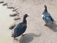Ducks — zdjęcie 2