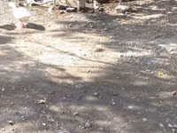 Ducks — फ़ोटो 1