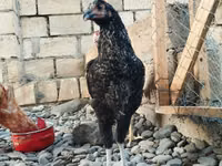 Chickens — फ़ोटो 3