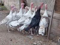 Turkeys — zdjęcie 4