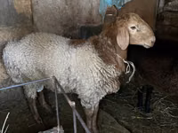 ஆண் ஆடு, Rhon sheep — புகைப்படம் 1