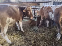 Krava, Simmental cattle — foto 2