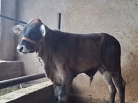 Buğa, Brahman — foto 4