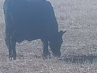 Krowa, Bydło — zdjęcie 1
