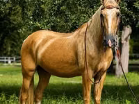 Cavalo, Quarter Horse — foto 4