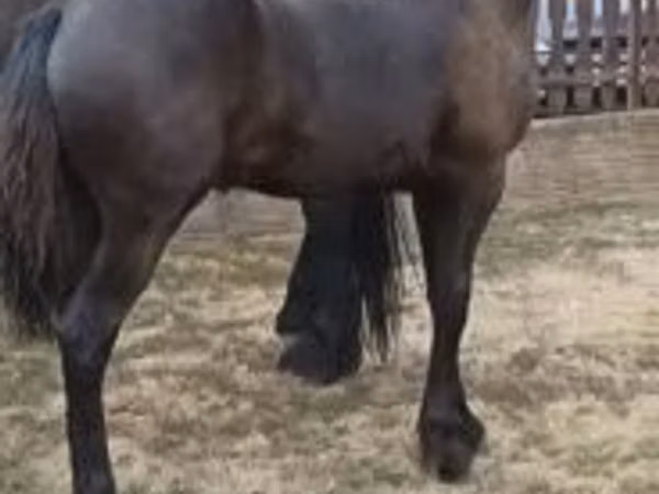 雌馬, Friesian