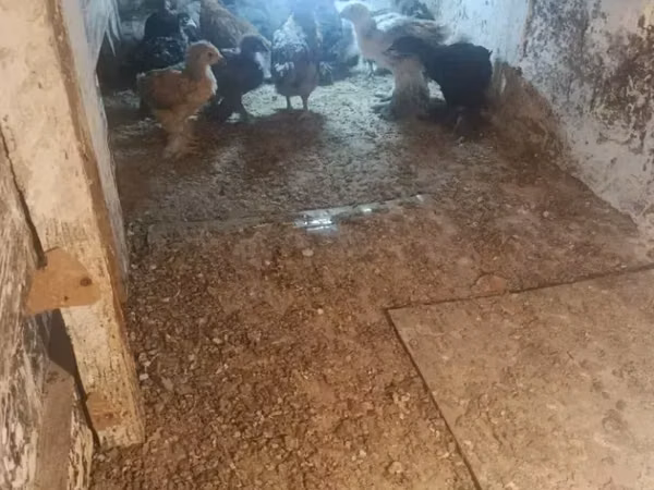 Brahma