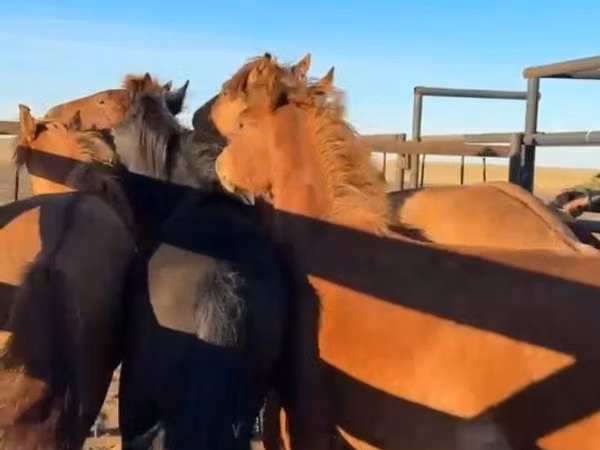 Kůň, New Altai Horse