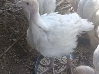 Turkeys — zdjęcie 3