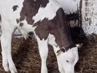 Bovins (lot, sexe non indiqué), Russian Black pied cattle — photo 2