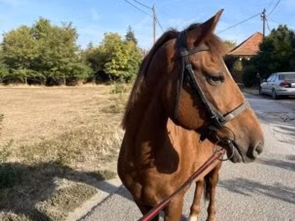 母马, Horses