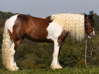 Caballo, Pinto horses — foto 2