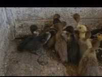 Ducks — foto 3
