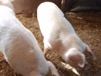 Sow, Pigs — photo 4
