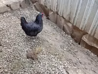 Chickens — foto 5