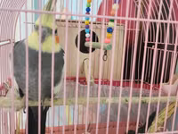 Nimfa (cockatiel) cütü və qəfəs dəsti - Növ: Nimfa (Nymphicus — 照片 1