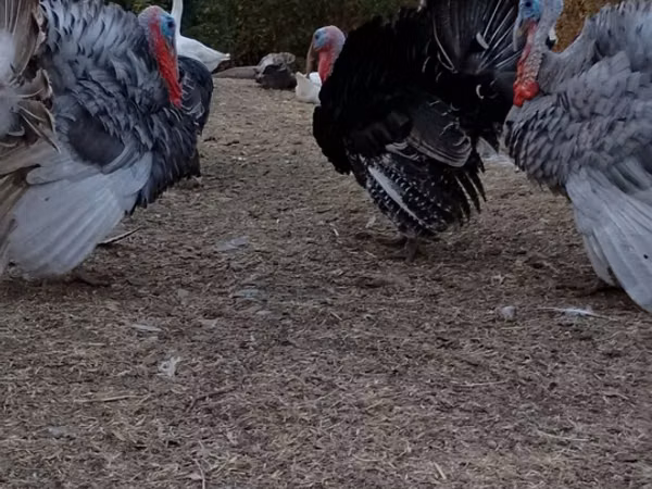 Turkeys
