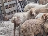 ஆண் ஆடு, ஆடுகள் — புகைப்படம் 7