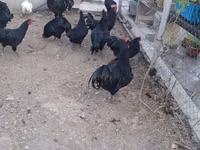 Chickens — ფოტო 1