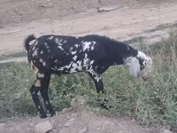Kozioł, Nubian Goat — zdjęcie 4