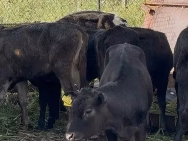 Vache, Bovins