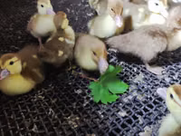 Ducks — zdjęcie 6