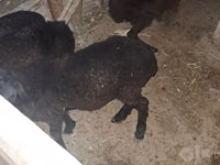 Ram, Sheep — photo 4