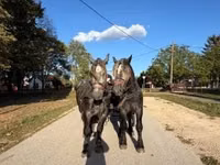 Hengst, Percheron — Foto 6