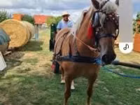 Jument, Chevaux — photo 2