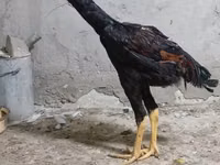 Chickens — foto 4
