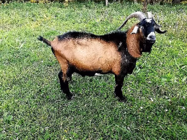 Keçi, Czech Brown Shorthaired goats