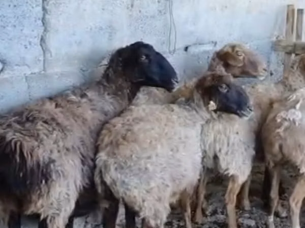 公羊, Sheep