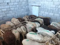 Koyun, Beulah Speckled face sheep — foto 5