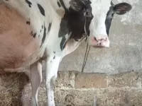 Bydło (partia, płeć nieokreślona), Russian Black pied cattle — zdjęcie 2