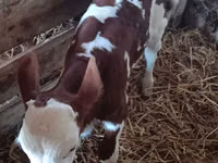雄牛, Simmental cattle — 写真 1