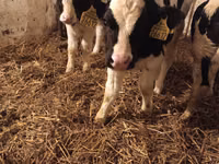 ثور, Russian Black pied cattle — الصورة 1
