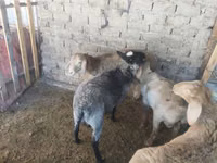 كبش, Rhon sheep — الصورة 8