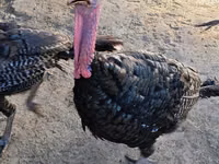 Turkeys — foto 6