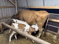 பசு, Simmental cattle — புகைப்படம் 1