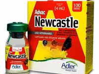 Newcastle Disease Vaccine for Chickens — Foto 1