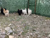 Brahma — Foto 5