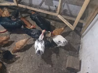 Chickens — 写真 7