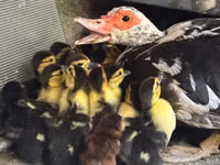Ducks — foto 1