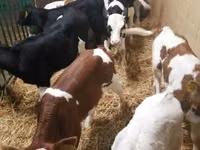 Skot (série, pohlaví neuvedeno), Simmental cattle — foto 4